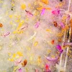 The variety of collembolans and mites seen under the microscope gives an idea of how many types of microarthropods exist in our soil. Microarthropods like these impact many soil processes that affect crop production. Certain species preferentially feed on pathogenic fungi over other types of non-pathogenic fungi. | Ashley Jernigan photo