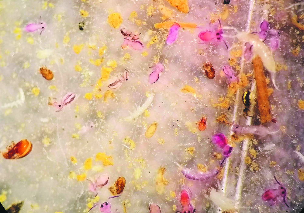 The variety of collembolans and mites seen under the microscope gives an idea of how many types of microarthropods exist in our soil. Microarthropods like these impact many soil processes that affect crop production. Certain species preferentially feed on pathogenic fungi over other types of non-pathogenic fungi.  |  Ashley Jernigan photo
