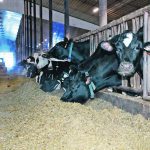 Dairy cattle in a barn stick their heads through the gate to get at feed in the alley.