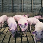 Multiple studies examining the ability of Merck Animal Health’s Circumvent CML vaccine to control porcine circovirus, mycoplasma hyopneumoniae and lawsonia intracellularis in hogs were required to prove the new combination works and is safe. | Reuters/Daniel Acker photo