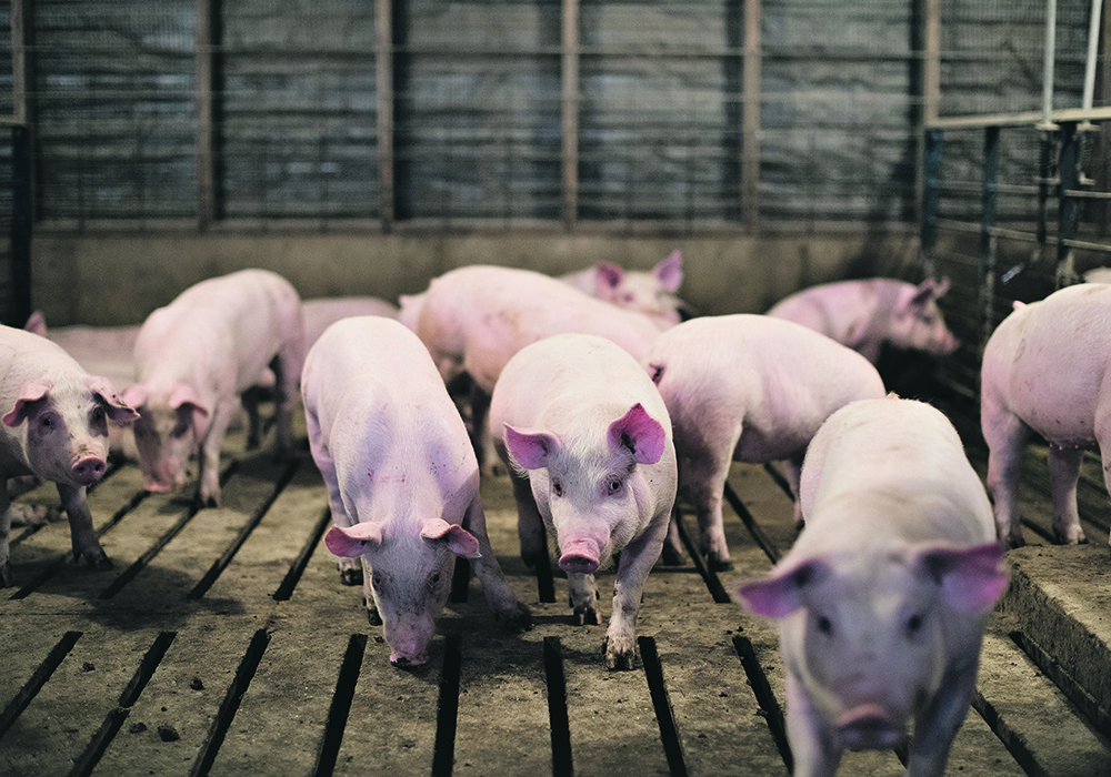 Multiple studies examining the ability of Merck Animal Health’s Circumvent CML vaccine to control porcine circovirus, mycoplasma hyopneumoniae and lawsonia intracellularis in hogs were required to prove the new combination works and is safe.  |  Reuters/Daniel Acker photo