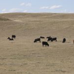 Cattle in a dry, brown pasture.