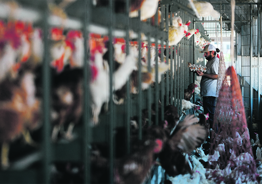 The poultry industry says China’s failure to lift bans 90 days after states eliminate avian flu from farms violates the Phase 1 trade agreement signed in 2020.  |  Reuters/ Mike Blake photo