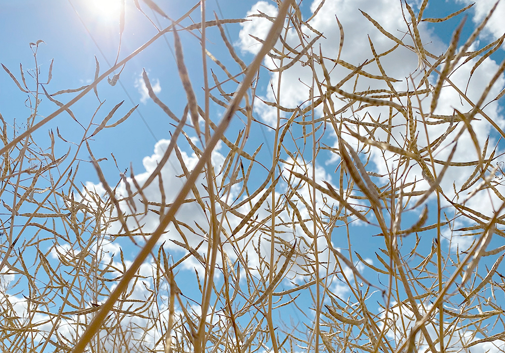 Drought-stunted canola shot from below, looking upward toward a mostly-blue sky.