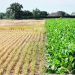A patch of last year’s barley crop can be seen next to the sugar beets that have been direct seeded into it this year. | Alex McCuaig photo