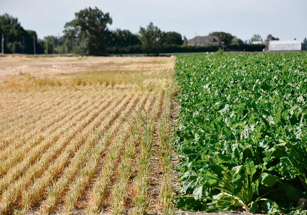 A patch of last year’s barley crop can be seen next to the sugar beets that have been direct seeded into it this year.  |  Alex McCuaig photo