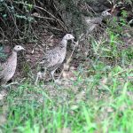 Dozens of gray partridge live on a small conservation plot near Enchant, Alta., as part of a partnership between Stamp Seeds, the Alberta Conservation Association and the Haggins family, who own the property. | Alex McCuaig photo
