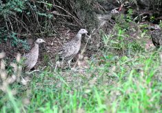 Dozens of gray partridge live on a small conservation plot near Enchant, Alta., as part of a partnership between Stamp Seeds, the Alberta Conservation Association and the Haggins family, who own the property.  |  Alex McCuaig photo