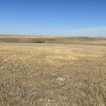 "The compounding effects of drought have just absolutely nailed our producers yet again," said Brodie Haugan, Alberta Beef Producers chair. "We're seeing some pretty drastic things happening right now and we're doing everything we can to stay ahead of it. But, at the end of the day, if you don't have grass, you don't have feed, you don't have many options." | Alex McCuaig photo