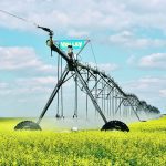 Pivot irrigation at work in a flowering canola field.