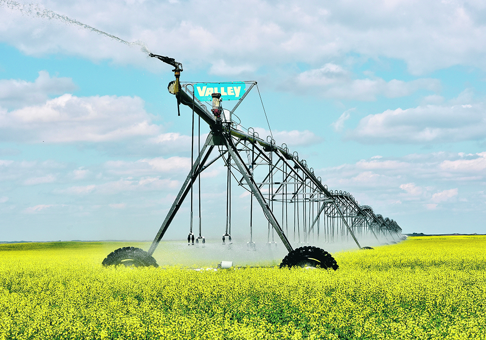 Pivot irrigation at work in a flowering canola field.