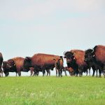 American bison producers were able to make sure water buffalo meat isn’t labelled as “buffalo” in pet food but have been unable to do the same for meat sold in grocery stores. | Alex McCuaig photo