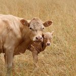 While more than 80 percent of Saskatchewan crop land is enrolled in crop insurance, participation by cattle producers in the various insurance offerings is 25 percent or less. Programs typically haven’t worked well. | Getty Images