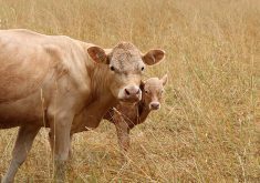 While more than 80 percent of Saskatchewan crop land is enrolled in crop insurance, participation by cattle producers in the various insurance offerings is 25 percent or less. Programs typically haven’t worked well. | Getty Images