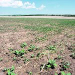 A drought-stunted canola crop.