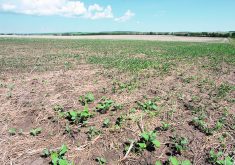 A drought-stunted canola crop.