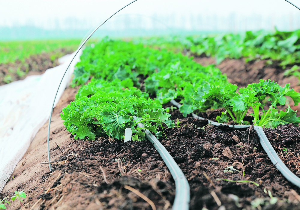 The study that determined people who eat vegetables are happier also found that it is very difficult to convince people to eat them.  |  File photo