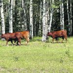 Cattle graze in the Rockies near the Alberta-British Columbia border as pasture conditions at lower elevations feel the strain of this year’s dry conditions. | Alex McCuaig photo