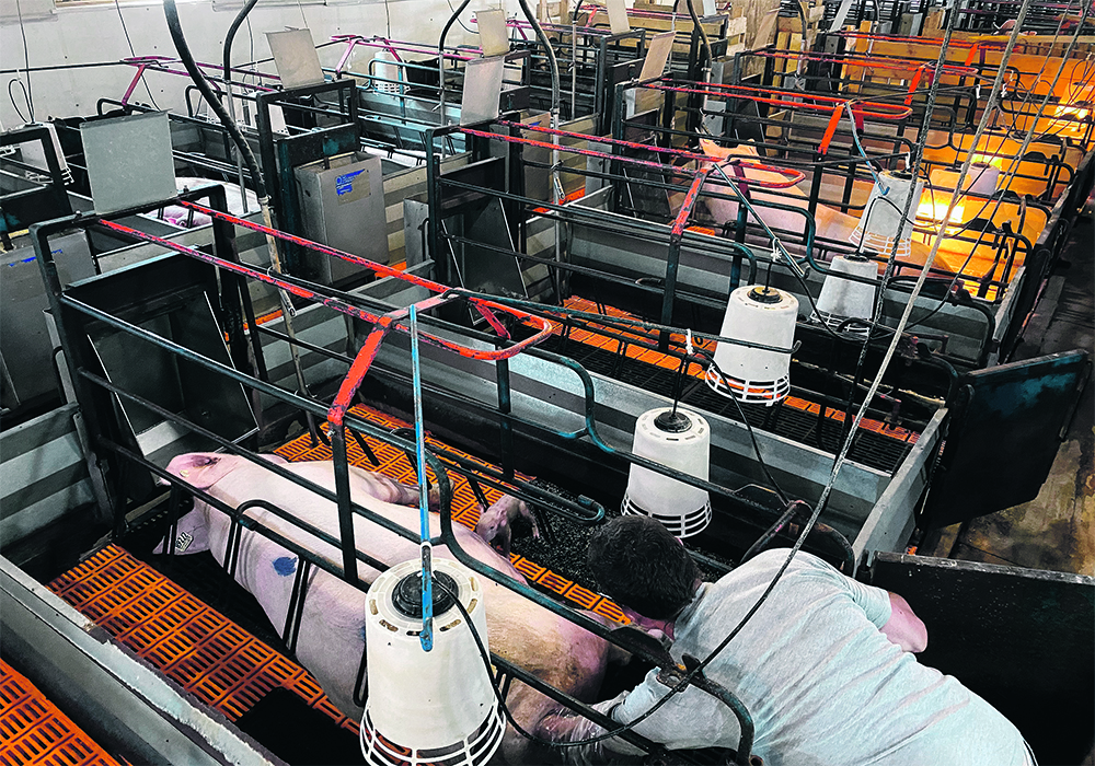 The National Pork Producers Council supports the Ending Agricultural Trade Suppression Act, which would overturn California’s farm animal law, but some of the country’s biggest hog-production companies say they intend to comply with the state law.  |  Reuters/ Nick Carey photo