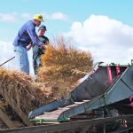 Zak Pitzel and Nick Evans load a thresher during the live threshing demonstration at the Birch Hills Threshing Day held in Birch Hills, Sask., Aug. 13. | Becky Zimmer photo
