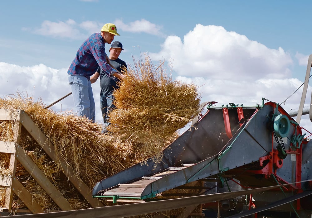 Zak Pitzel and Nick Evans load a thresher during the live threshing demonstration at the Birch Hills Threshing Day held in Birch Hills, Sask., Aug. 13.  |  Becky Zimmer photo