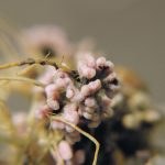 Since launching an on-farm network in 2021, Manitoba Pulse and Soybean Growers have conducted 550 on-farm trials that compare plot-based trials to real-world results. Healthy nodules, like the pea nodules shown in this image, will have a pink tinge to them that indicates they are capable of fixing nitrogen. | File photo