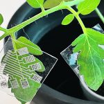 An electronic sensor is attached to the underside of a tomato plant leaf using double-sided tape. | North Carolina State University photo