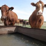 Two cows stand over a water trough.