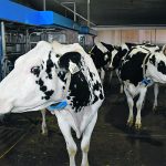 Two Holstein cows in a dairy barn.
