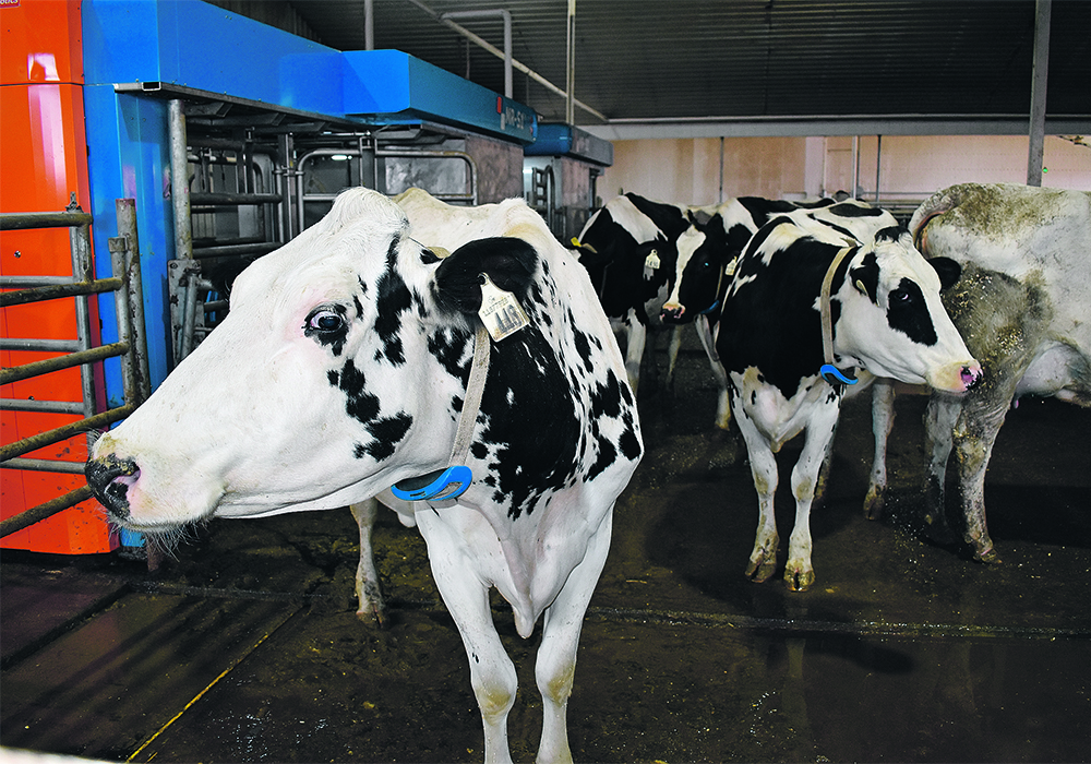 Two Holstein cows in a dairy barn.