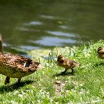 A mother duck leads two gosslings.
