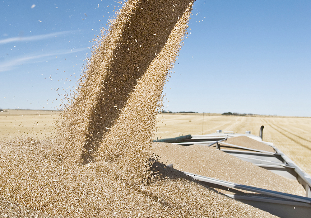 Wheat is augered from a combine into a waiting grain truck at harvest time.