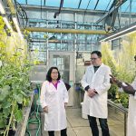 University of Alberta scientists Sheau-Fang Hwang, left, Stephen Strelkov and Rudolph Fredua-Agyeman examine canola plants in a greenhouse. | University of Alberta/S. Oh photo