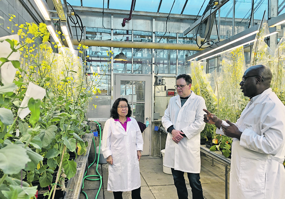 University of Alberta scientists Sheau-Fang Hwang, left, Stephen Strelkov and Rudolph Fredua-Agyeman examine canola plants in a greenhouse.  |  University of Alberta/S. Oh photo