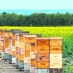Stacks of wooden bee hives sit next to a blooming canola field.