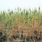 A drought-stunted durum wheat crop.