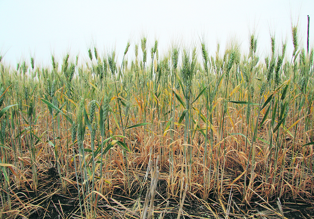 A drought-stunted durum wheat crop.