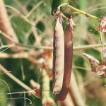 Analysts are estimating a national average pea yield of 33 bushels per acre, which is 11 percent below the Olympic five-year average but still well above the 22 bu. seen in 2021. | Robin Booker photo