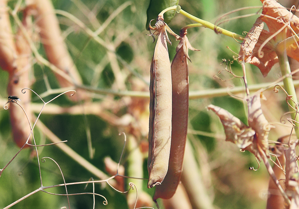 Analysts are estimating a national average pea yield of 33 bushels per acre, which is 11 percent below the Olympic five-year average but still well above the 22 bu. seen in 2021.  |  Robin Booker photo