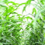 The U.S. Department of Agriculture’s 2023-24 corn production estimate declined by 209 million bushels from July to 15.111 billion, while the yield was projected to be 175.1 bu. per acre, below the July estimate of 177.5 bu. per acre. As a result, ending stocks for new crop corn dropped by 60 million bu. from the July estimate to 2.202 billion. | Michael Robin photo