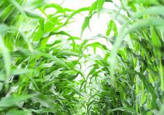 The U.S. Department of Agriculture’s 2023-24 corn production estimate declined by 209 million bushels from July to 15.111 billion, while the yield was projected to be 175.1 bu. per acre, below the July estimate of 177.5 bu. per acre. As a result, ending stocks for new crop corn dropped by 60 million bu. from the July estimate to 2.202 billion.  |  Michael Robin photo