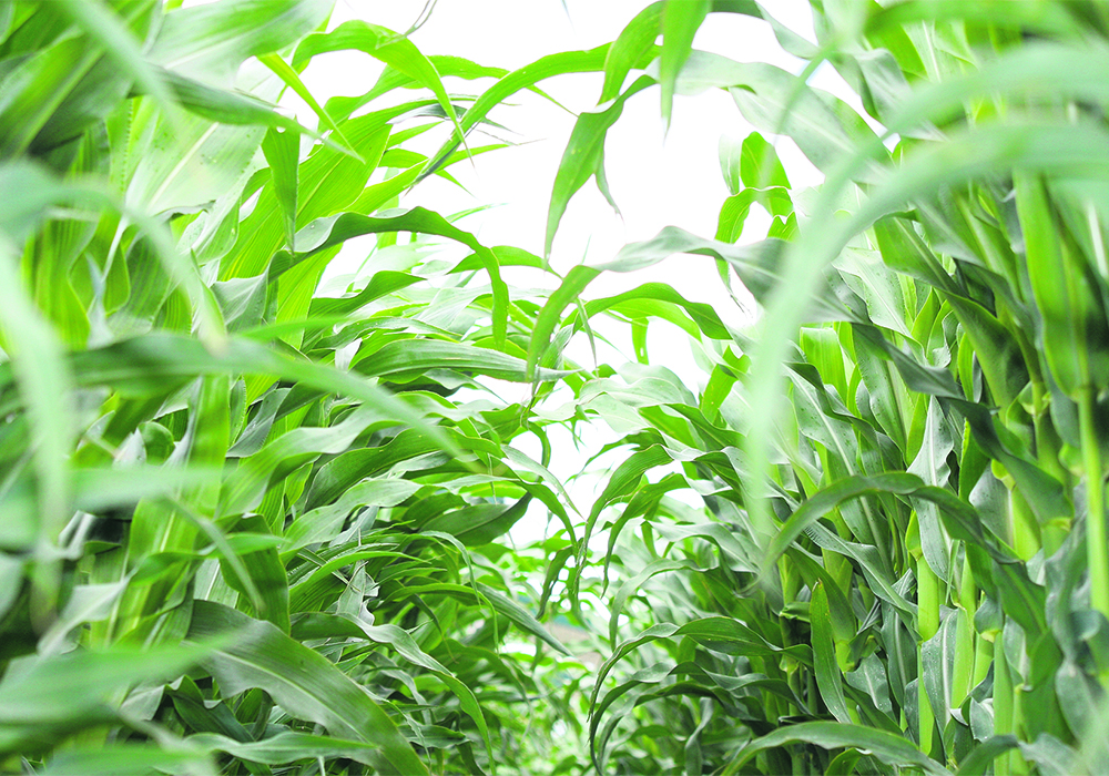 The U.S. Department of Agriculture’s 2023-24 corn production estimate declined by 209 million bushels from July to 15.111 billion, while the yield was projected to be 175.1 bu. per acre, below the July estimate of 177.5 bu. per acre. As a result, ending stocks for new crop corn dropped by 60 million bu. from the July estimate to 2.202 billion.  |  Michael Robin photo