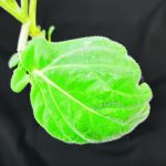 A hairy canola leaf.