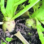 Tillage radish roots.
