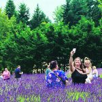 Lavender is a hit with the thousands of visitors who tour the 18 farms that grow the plant in Washington state’s Sequim area during the region’s annual Lavender Weekend. Most farms offer a U-pick option. | Sarah Galvin photo