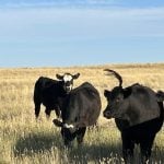 The Alberta government asked Ottawa for a joint AgriRecovery assessment July 10 in response to the impact drought has had on beef producers this summer, but no decision had been announced as of today. | Alex McCuaig photo