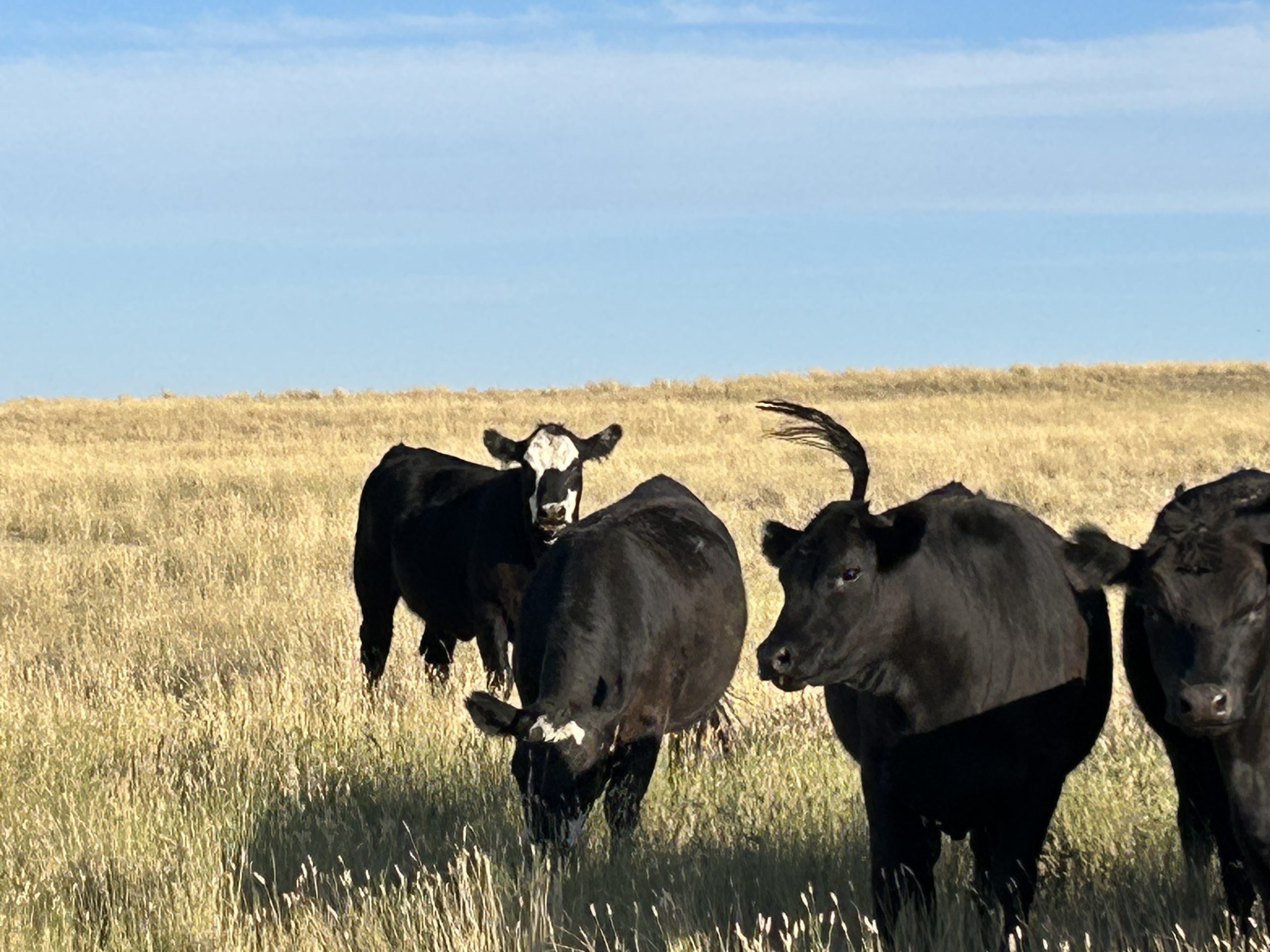 The Alberta government asked Ottawa for a joint AgriRecovery assessment July 10 in response to the impact drought has had on beef producers this summer, but no decision had been announced as of today. | Alex McCuaig photo