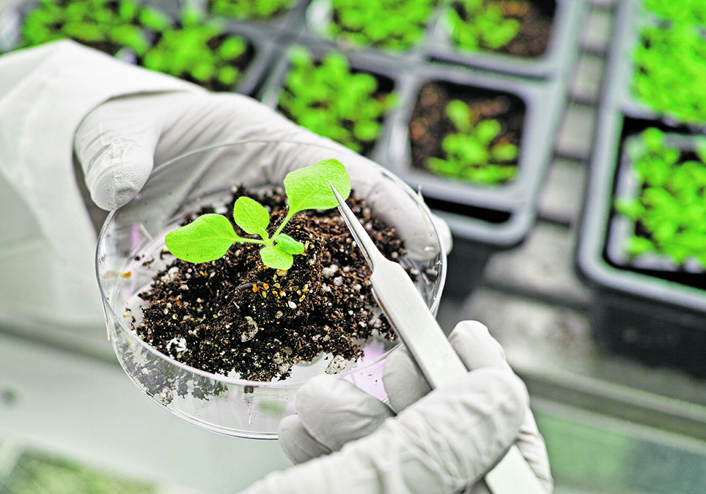 A scientist wearing rubber gloves uses tweezers to grasps a small plant growing from some dirt in a petri dish in a lab.