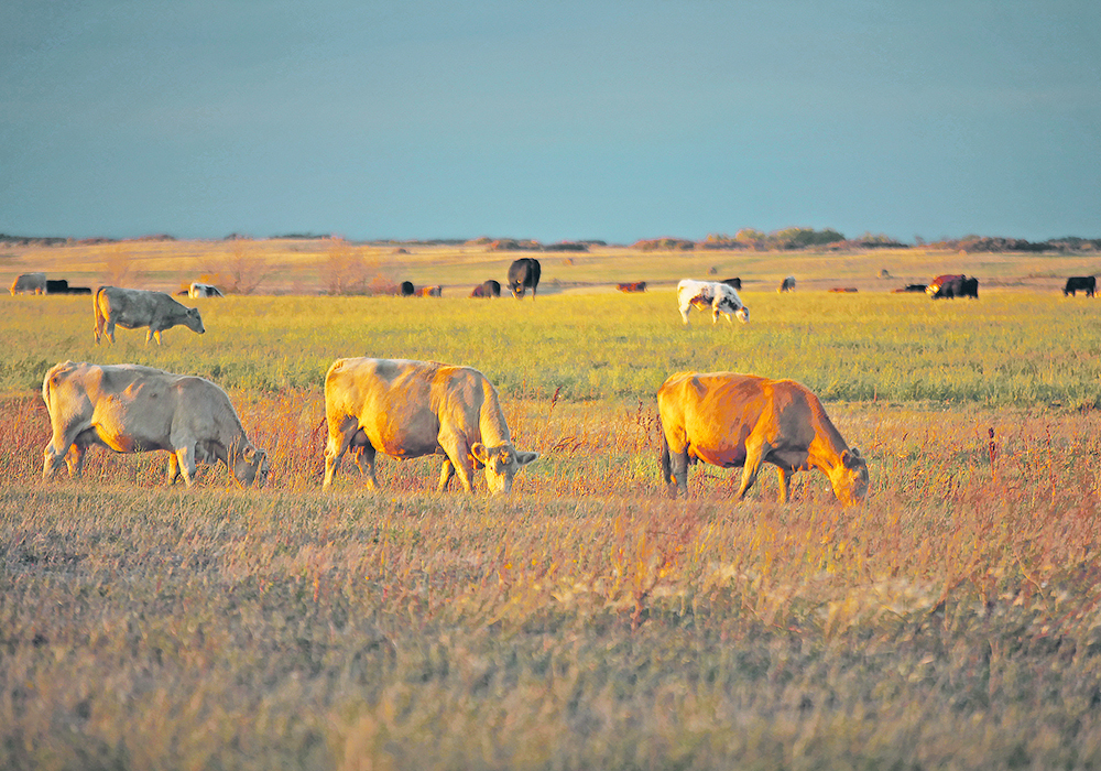 Cattle on a dry pasture at sunset.