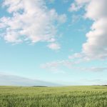 A scenic shot of some crop in B.C.'s Peace Region.
